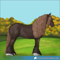 Horse Color:Liver Chestnut Rabicano 