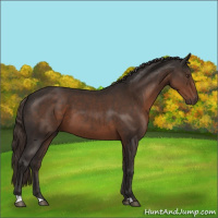 Horse Color:Liver Chestnut 