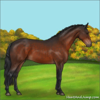 Horse Color:Brown 