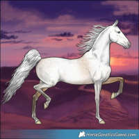 Horse Color:Gray Amber Cream Champagne 