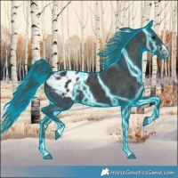 Horse Color:Thunderstruck Black Sabino Appaloosa Rabicano 