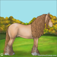 Horse Color:Bay Pearl