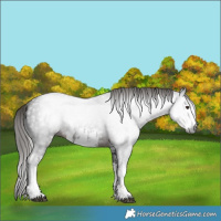 Horse Color:Gray White Spotted Liver Chestnut 