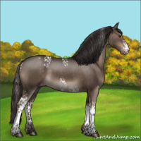 Horse Color:White Spotted Liver Chestnut Sabino Varnish 
