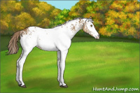Horse Color:White Spotted Chocolate Palomino