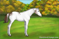 Horse Color:White Spotted Liver Chestnut 