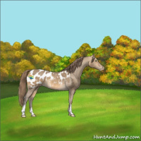 Horse Color:Sable Cream Champagne Appaloosa