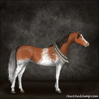 Horse Color:White Spotted Bay Sabino Rabicano