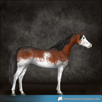 Horse Color:White Spotted Bay Rabicano 