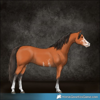 Horse Color:White Spotted Bay 