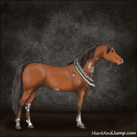 Horse Color:Bay Sabino Rabicano