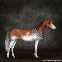 Horse Color:White Spotted Bay Sabino Rabicano