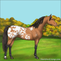 Horse Color:Bay Appaloosa 