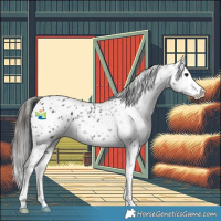Horse Color:Black Splash Appaloosa 