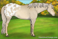 Horse Color:Palomino Dun Appaloosa Rabicano 