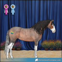 Horse Color:Brown Roan Splash Rabicano 