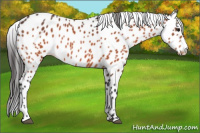 Horse Color:Bay Appaloosa 