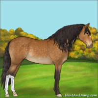 Horse Color:Buckskin 