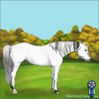 Horse Color:Gray Buckskin Appaloosa 