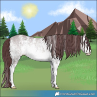 Horse Color:Chocolate Brown Chinchilla Dun Sabino 