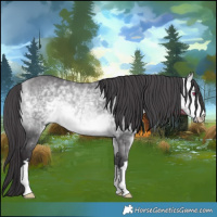 Horse Color:Buckskin Chinchilla 