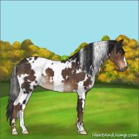 Horse Color:White Spotted Liver Chestnut 