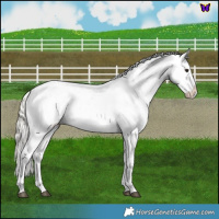 Horse Color:Silver Brown Dun Blanket 
