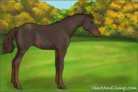 Horse Color:Liver Chestnut Rabicano