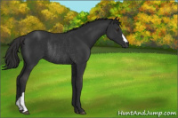 Horse Color:Liver Chestnut Rabicano