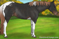 Horse Color:Liver Chestnut Tobiano Appaloosa Rabicano