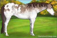 Horse Color:White Spotted Classic Champagne Appaloosa 