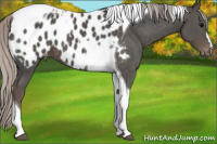 Horse Color:Silver Black Tobiano Appaloosa
