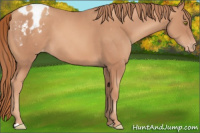 Horse Color:Gold Champagne Appaloosa
