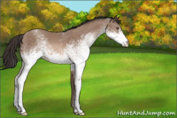Horse Color:White Spotted Sable Champagne Appaloosa