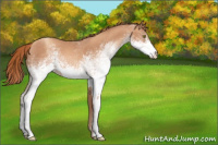 Horse Color:White Spotted Gold Champagne 