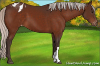 Horse Color:Silver Brown Appaloosa 