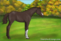 Horse Color:Liver Chestnut 