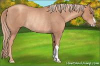 Horse Color:Gold Champagne Roan Rabicano