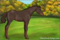 Horse Color:Liver Chestnut 