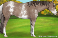 Horse Color:White Spotted Classic Champagne 
