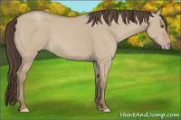 Horse Color:Classic Champagne Dun 
