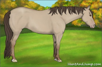 Horse Color:Classic Champagne Dun 