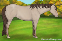 Horse Color:Classic Champagne Dun