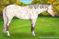Horse Color:Silver Bay Dun Appaloosa 
