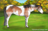Horse Color:Bay Splash Tobiano 