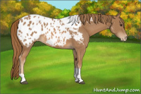Horse Color:Chestnut Sabino Tobiano Appaloosa 