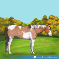 Horse Color:Bay Splash Tobiano 