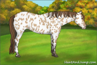 Horse Color:Bay Dun Appaloosa 