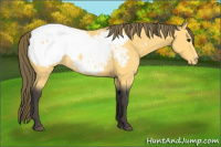 Horse Color:Buckskin Appaloosa Rabicano 
