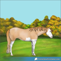 Horse Color:Chestnut Pearl Sabino Splash 
